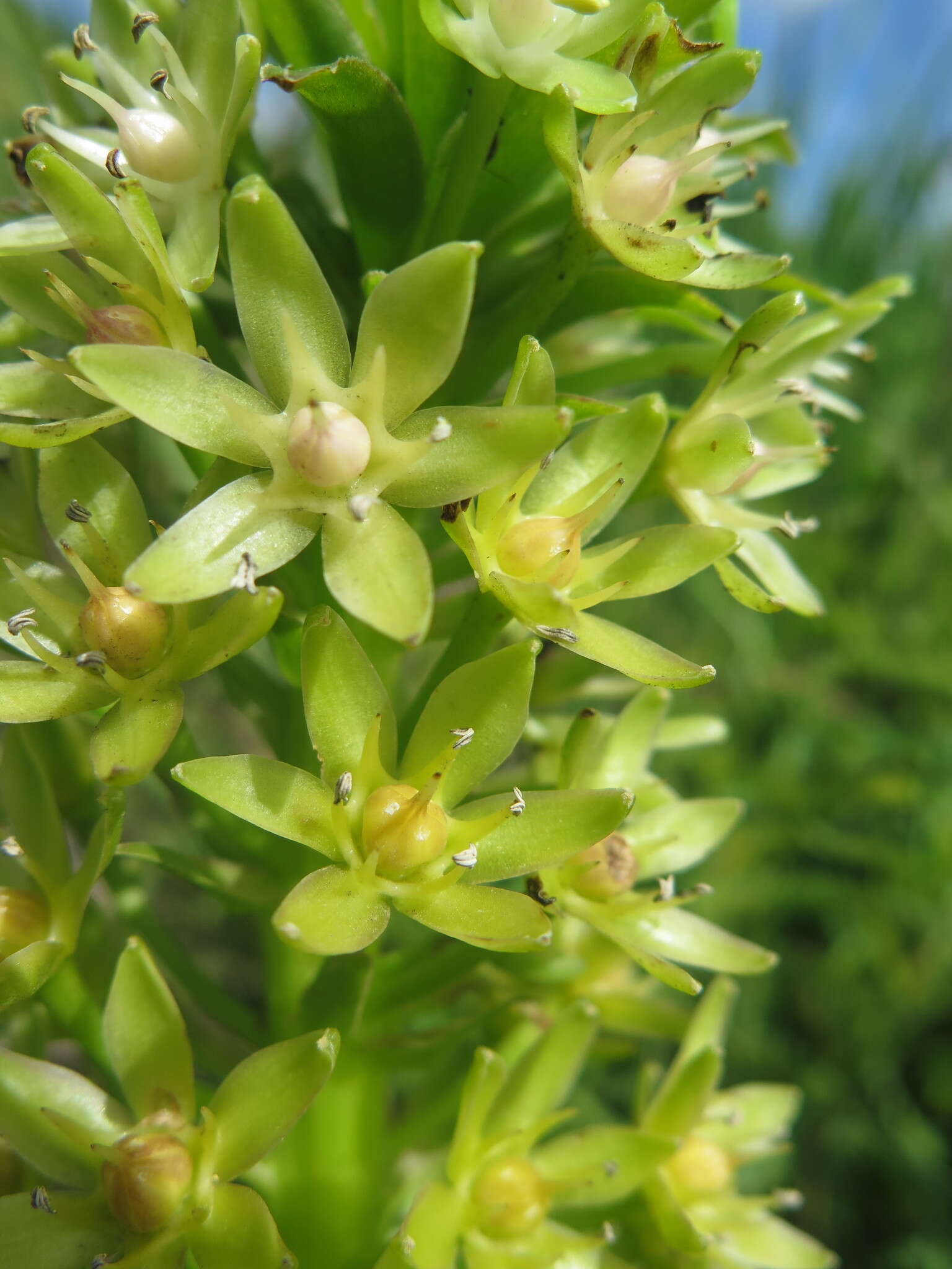 Imagem de Eucomis pallidiflora Baker