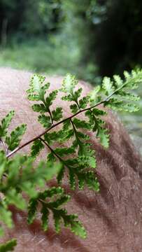 Image of Cheilanthes sieberi subsp. sieberi