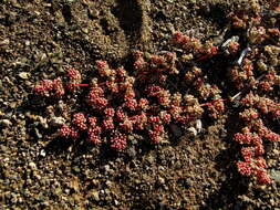 Image of Trianthema parvifolia E. Mey.