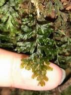 صورة Hymenophyllum holochilum (v. d. Bosch) C. Chr.