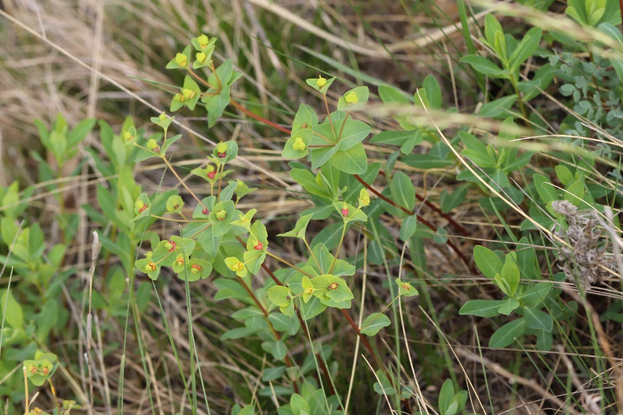 Слика од Euphorbia altaica Ledeb.