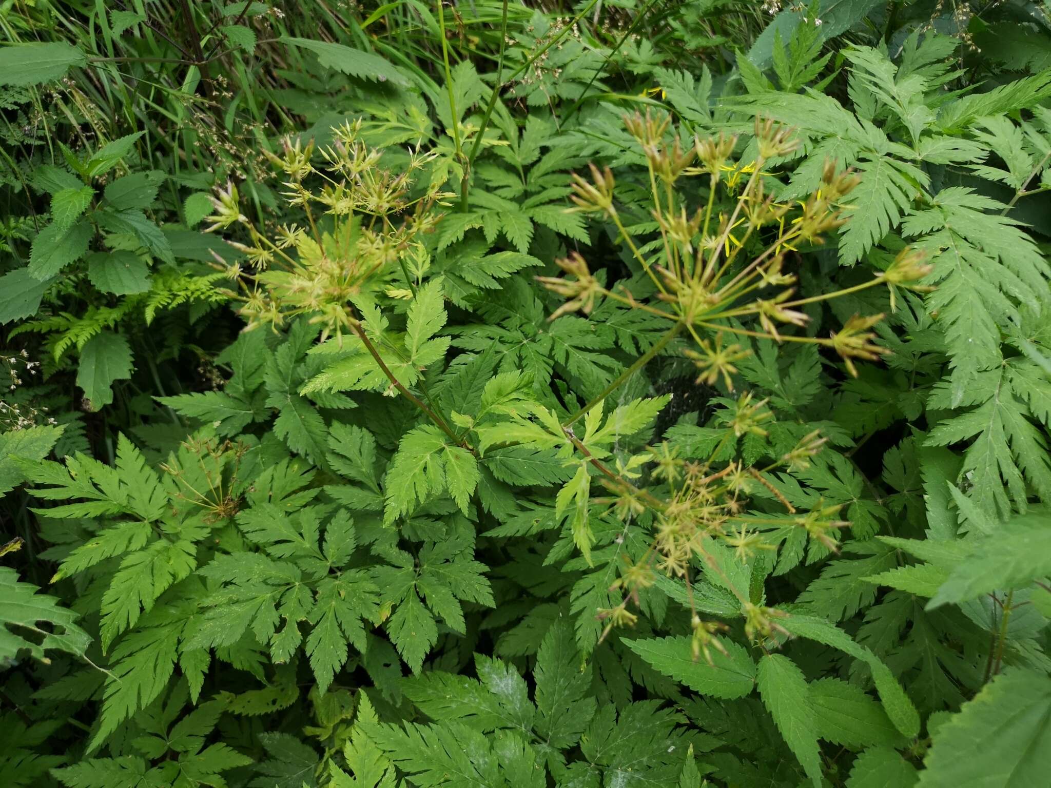 Image of Chaerophyllum hirsutum L.