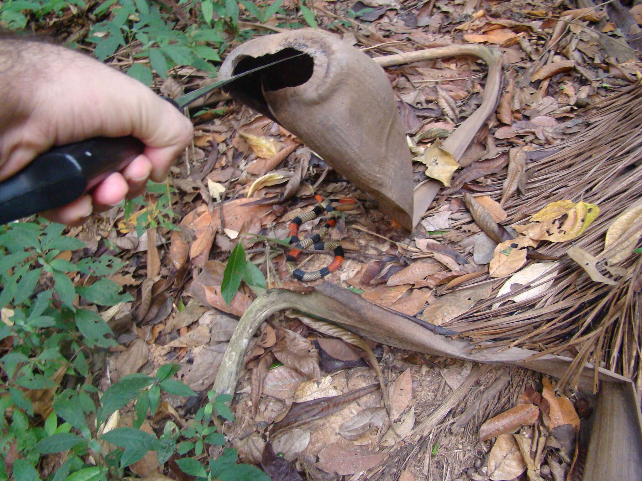 صورة Micrurus obscurus (Jan ex Jan & Sordelli 1872)