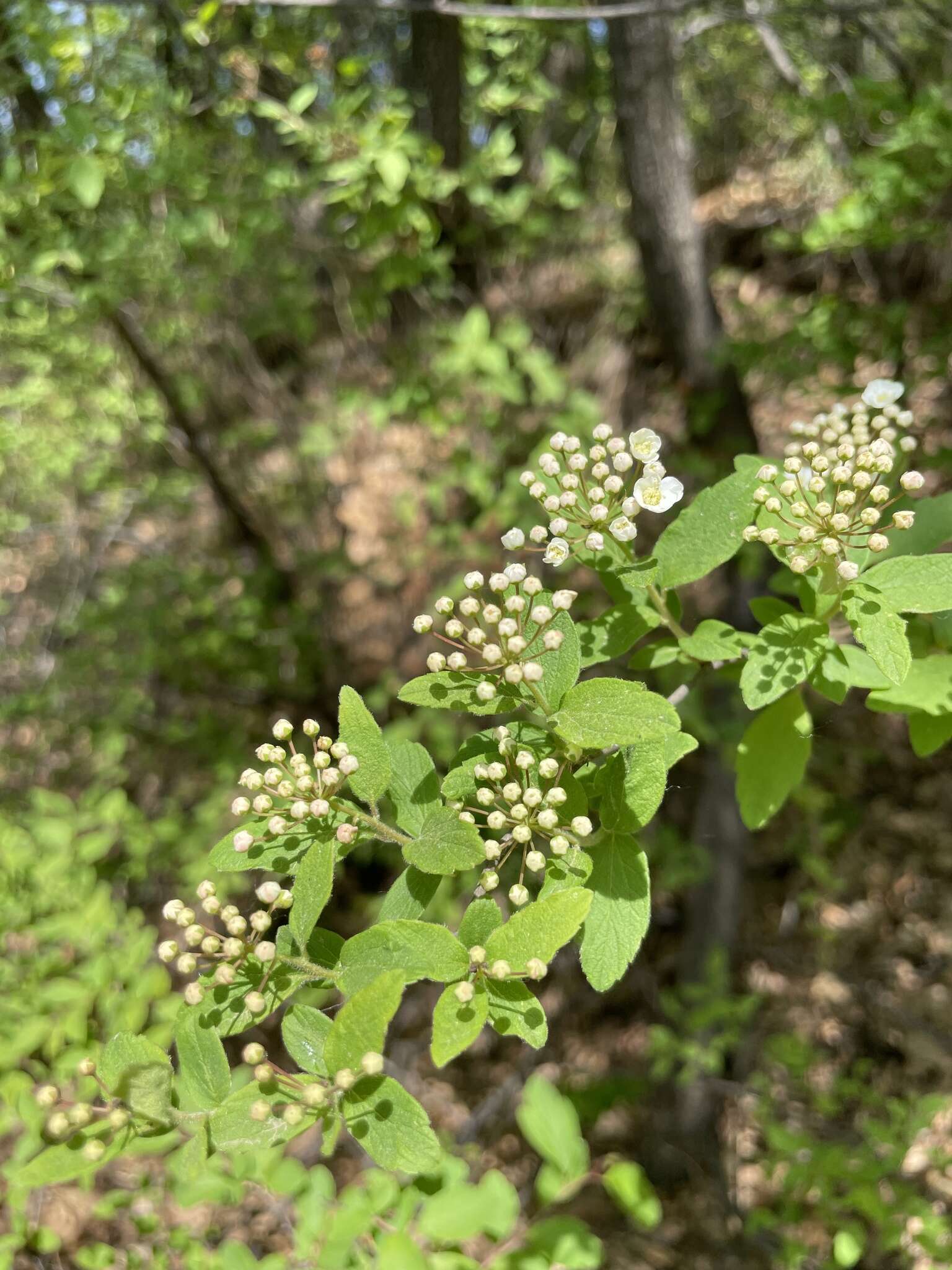 Image of Spiraea pubescens Turcz.