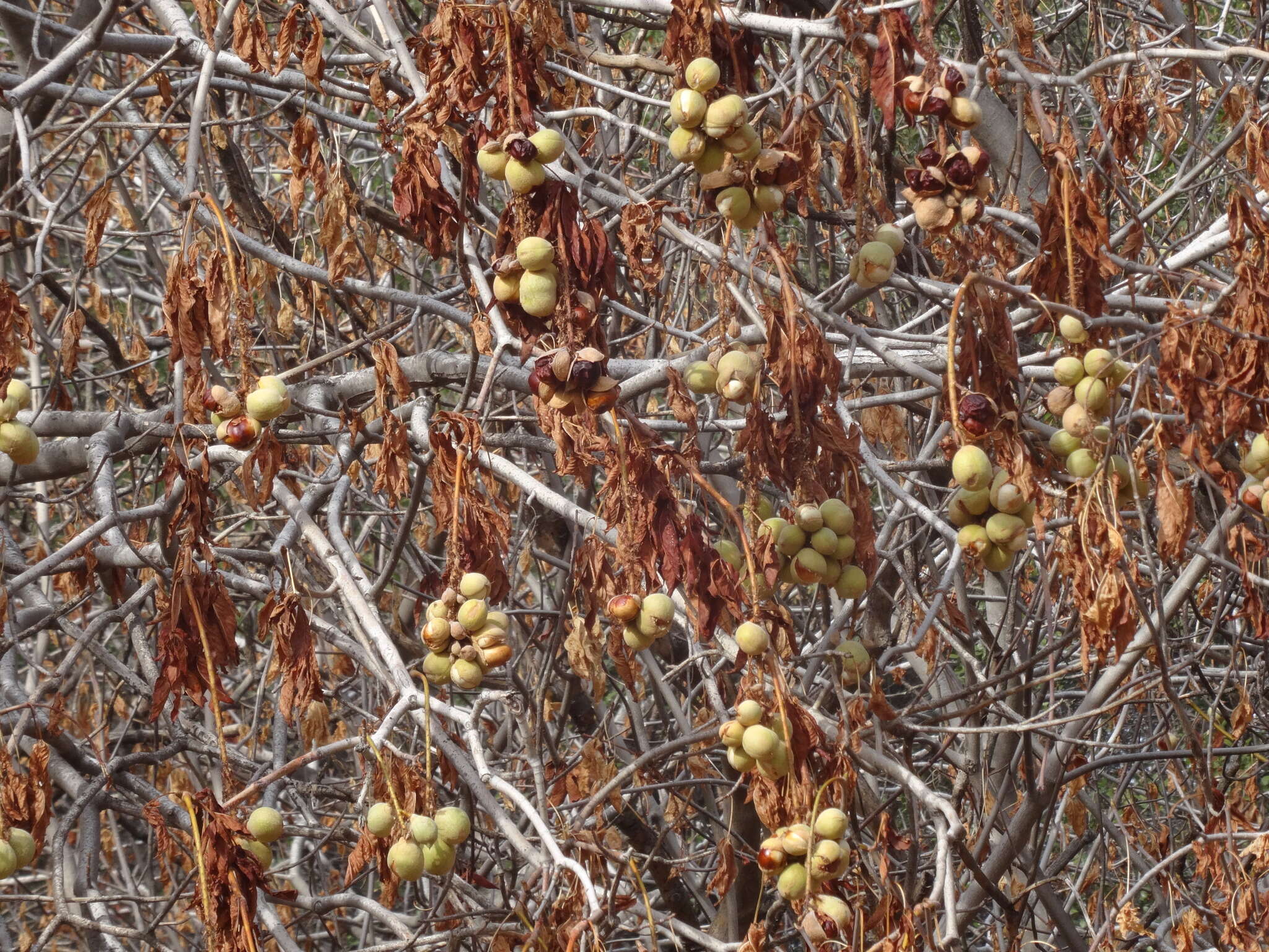 Imagem de Aesculus californica (Spach) Nutt.