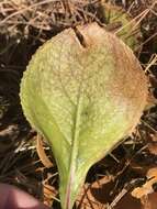 Image of Senecio coronatus (Thunb.) Harv.