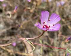 Plancia ëd Clarkia franciscana H. Lewis & Raven