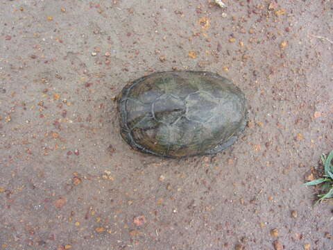 Image of Mexican Mud Turtle