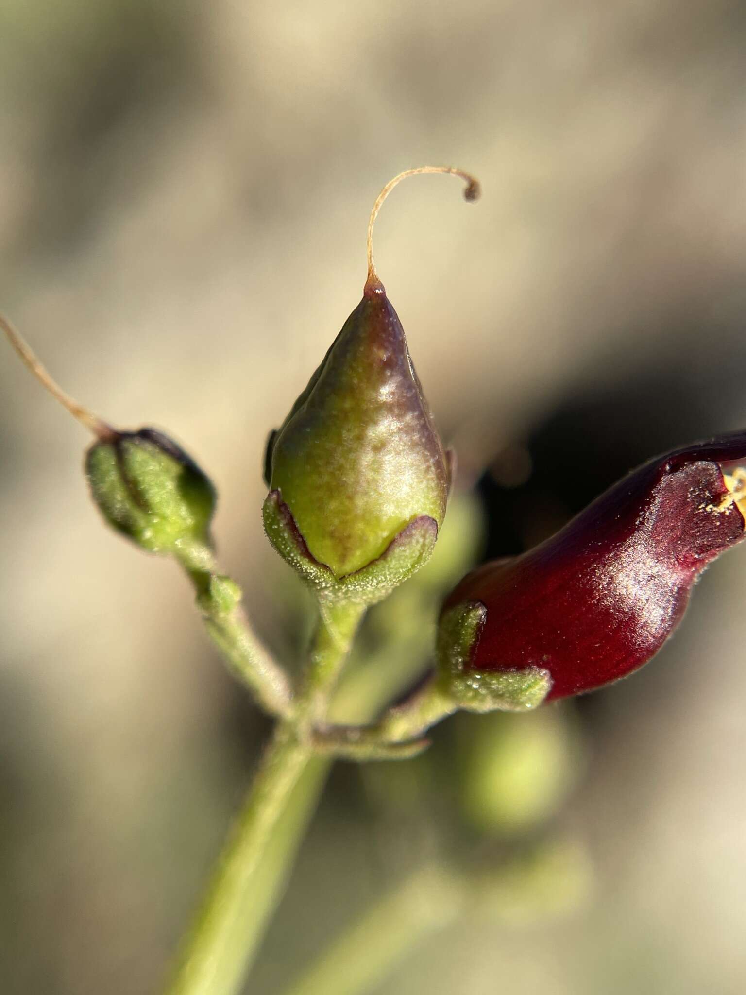 Imagem de Scrophularia atrata Pennell