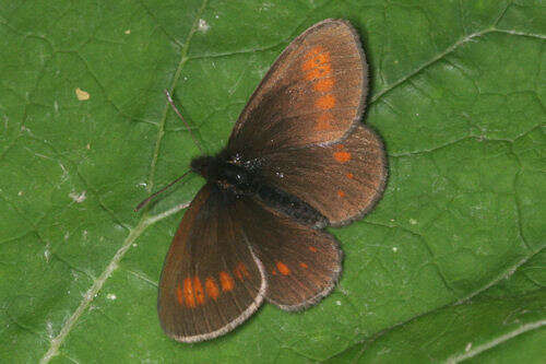 Image of Eriphyle Ringlet