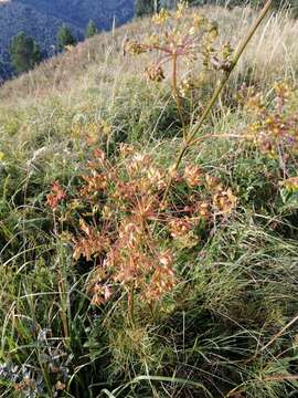 Слика од Peucedanum morisonii Besser