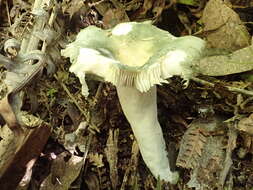 Image of Russula iterika Grgur. 1997