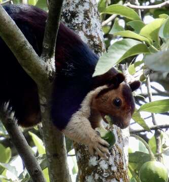 Ratufa indica maxima (Schreber 1784)的图像