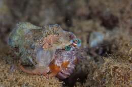 Image of jeweled anemone hermit