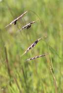 Image of annual semaphoregrass