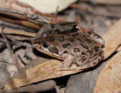 Image of Spotted Grass Frog