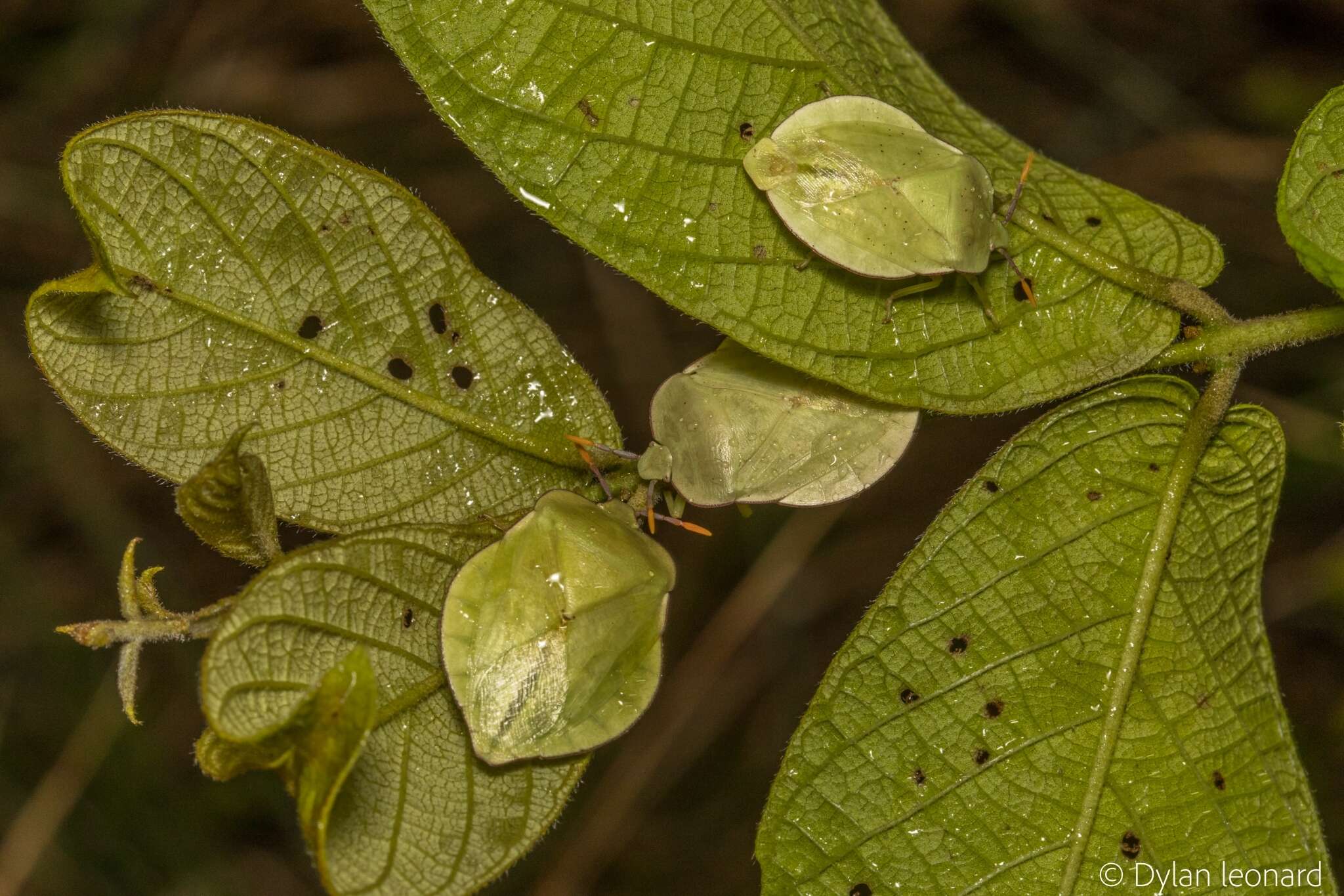 Image of Natalicola pallida (Westwood 1837)