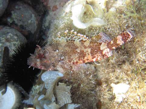 Image of Madeira Rock-fish