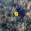 Image of Coreopsis paludosa M. E. Jones