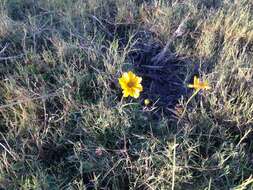 Image of Coreopsis paludosa M. E. Jones