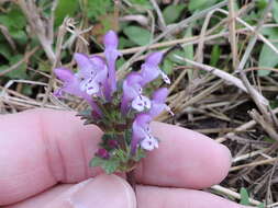 Image of common henbit