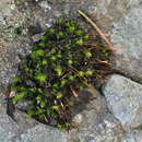 Image of Jenner's cynodontium moss