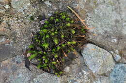 Image of Jenner's cynodontium moss