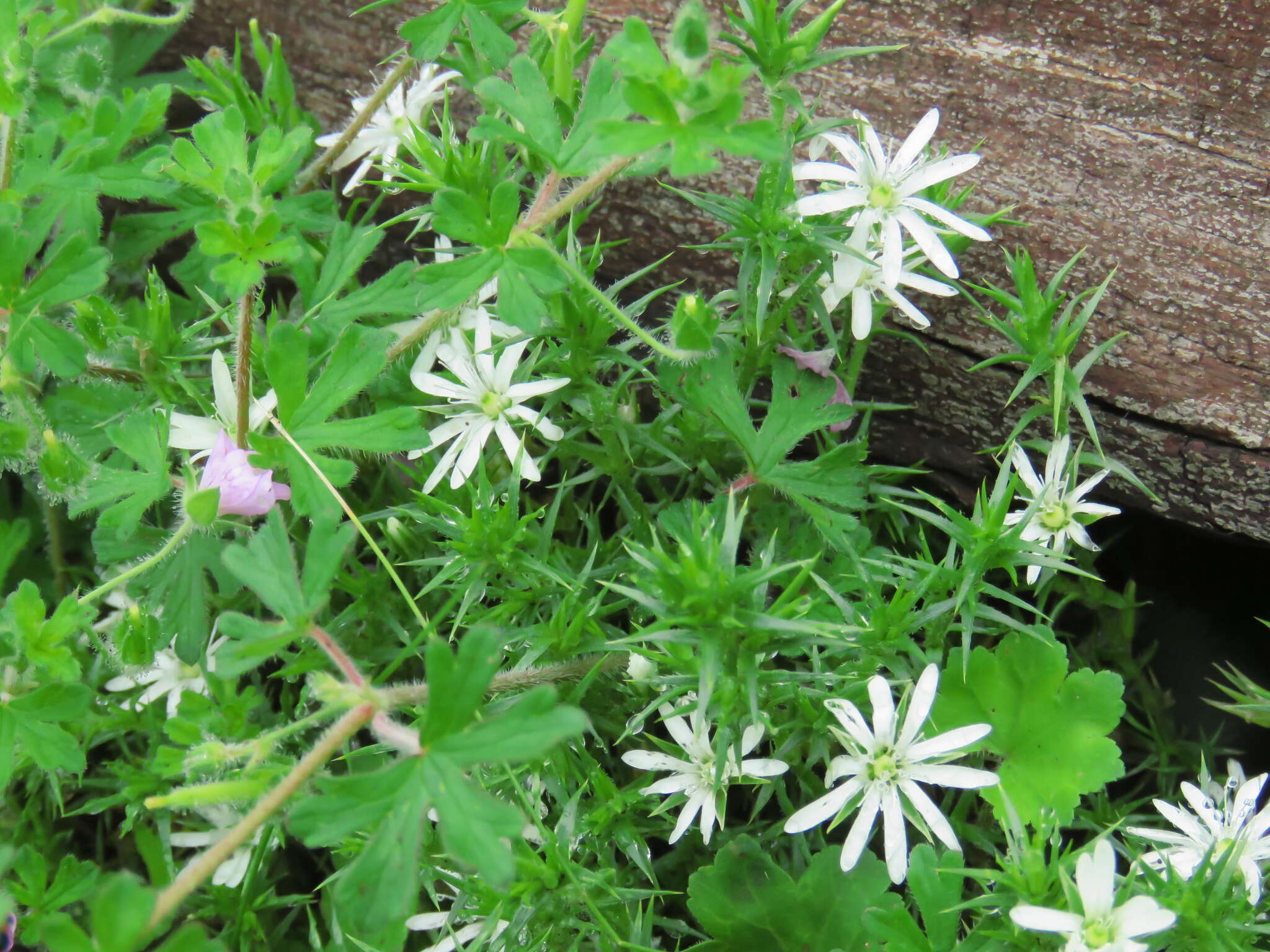 Image of Stellaria pungens Brongn.