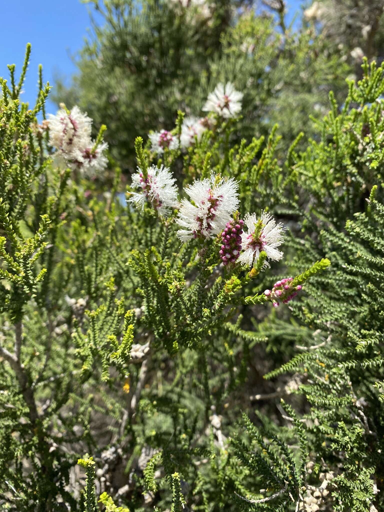 Sivun Melaleuca huegelii Endl. kuva