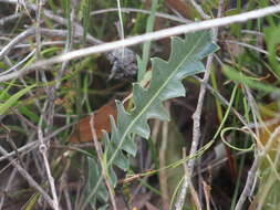 Image of Prostrate Banksia