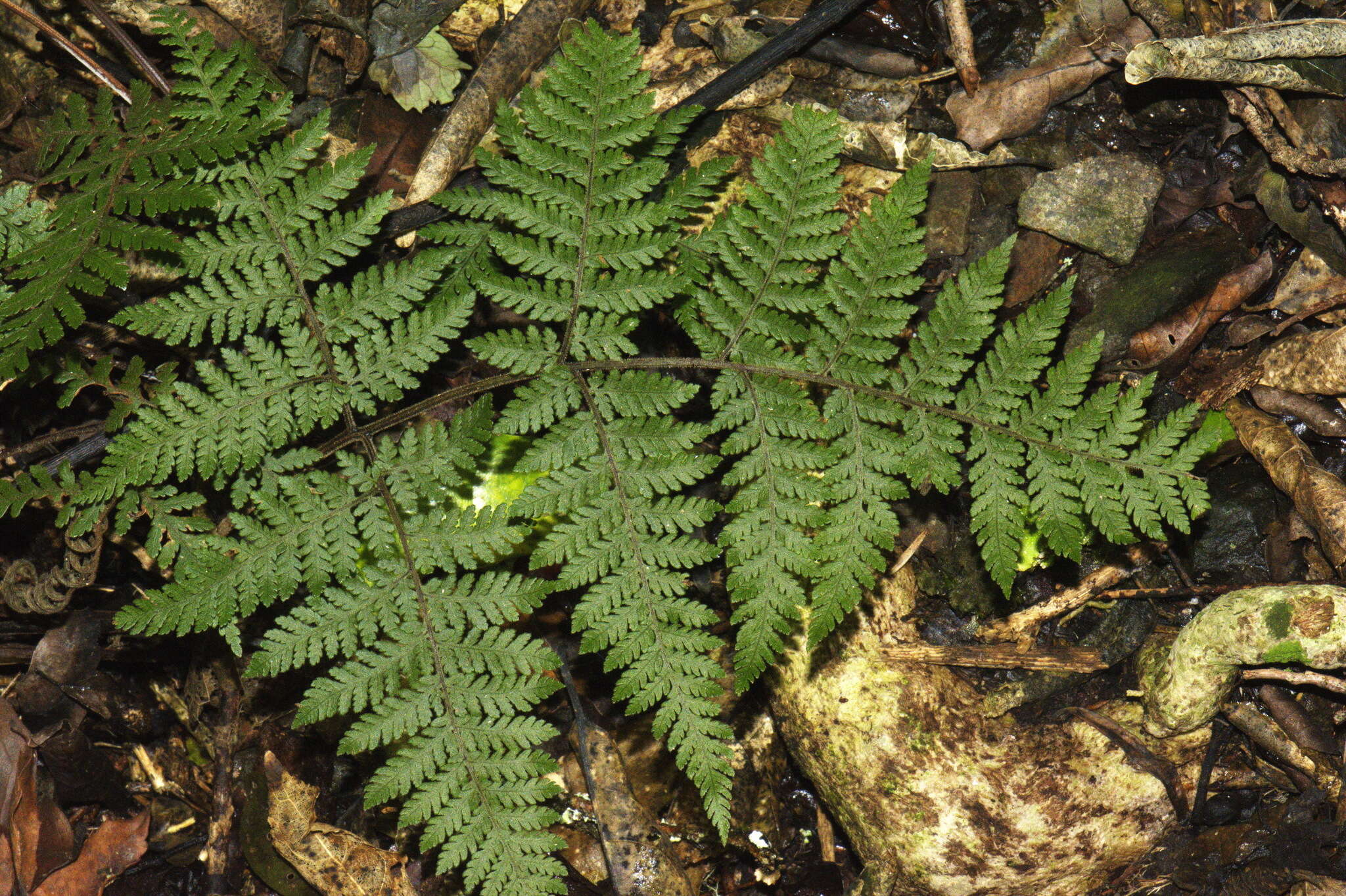 Image of Lastreopsis velutina (A. Rich.) Tindale