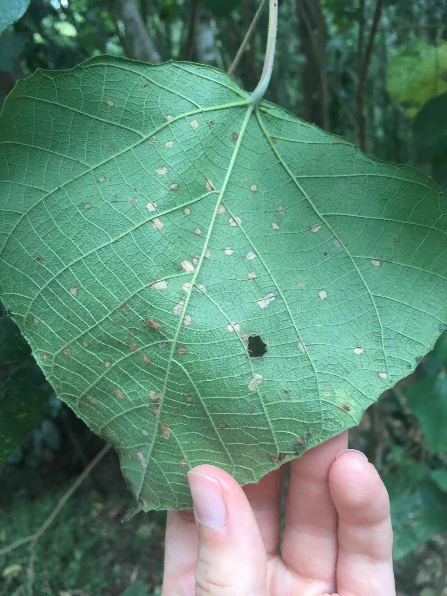 Image de Macaranga involucrata Baill.