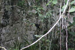 Image of Ramphastos vitellinus citreolaemus Gould 1844