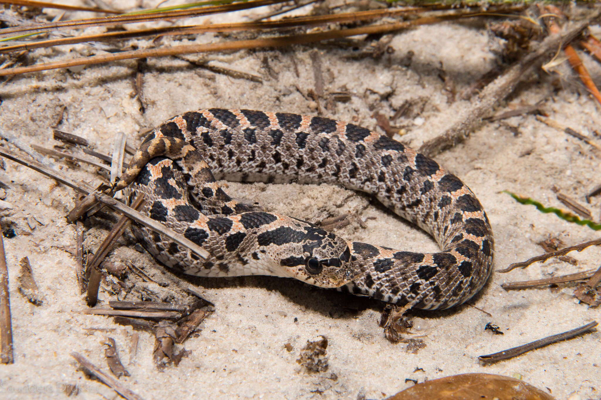 Image de Heterodon simus (Linnaeus 1766)