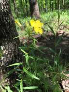 Plancia ëd Oenothera fruticosa L.