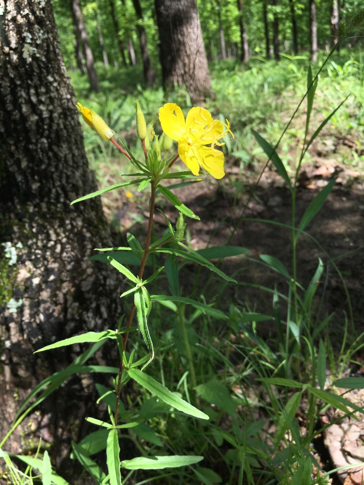 Plancia ëd Oenothera fruticosa L.