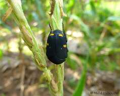 Image of Clinteria atra tichyi Krajcik & Jakl 2007