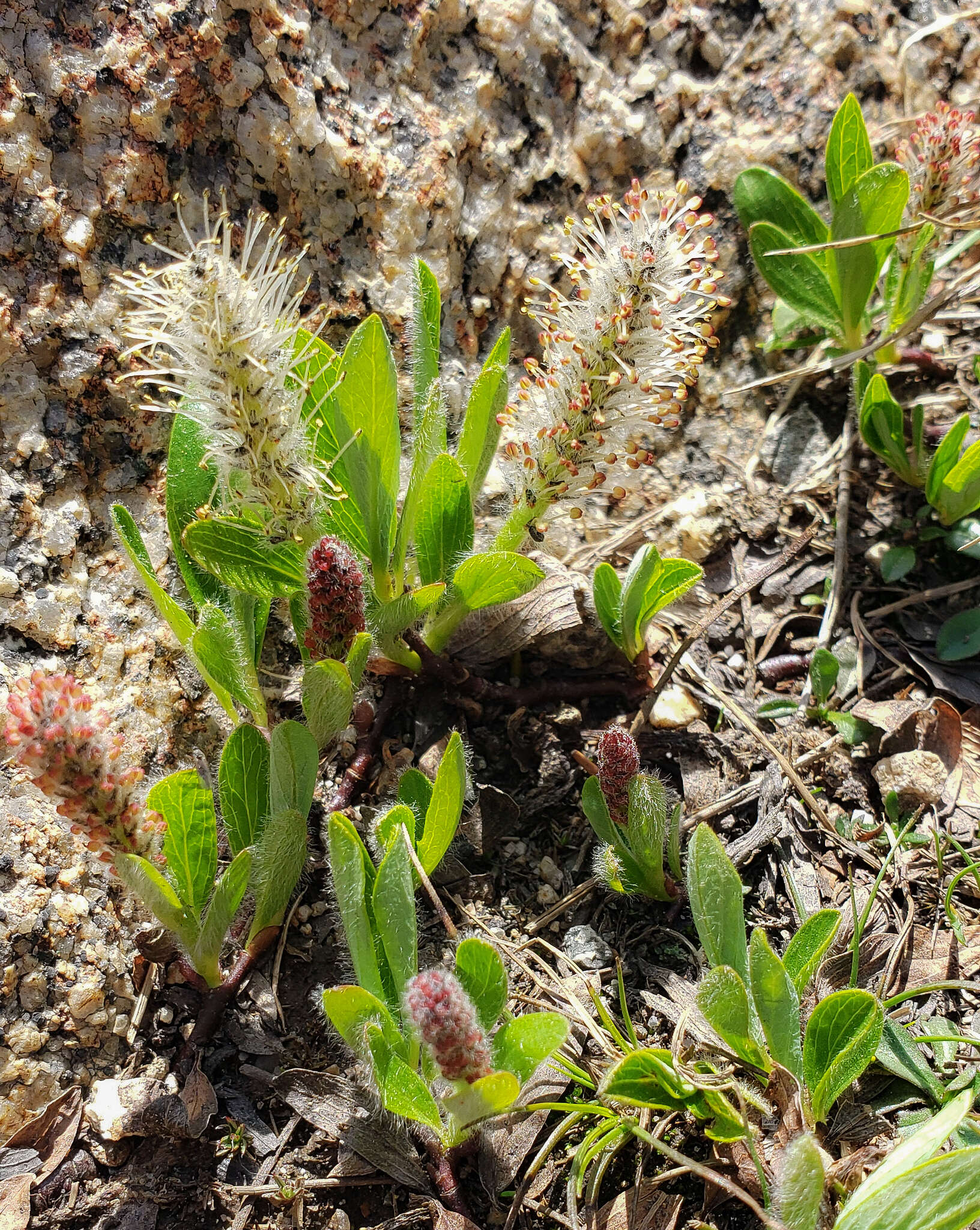 Salix petrophila Rydb. resmi