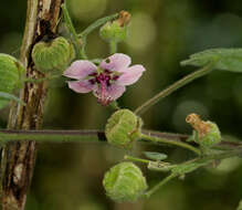 Image of Abutilon longicuspe Hochst. ex A. Rich.