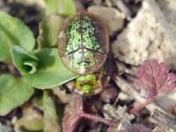 Image of Cassida (Lordiconia) canaliculata Laicharting 1781