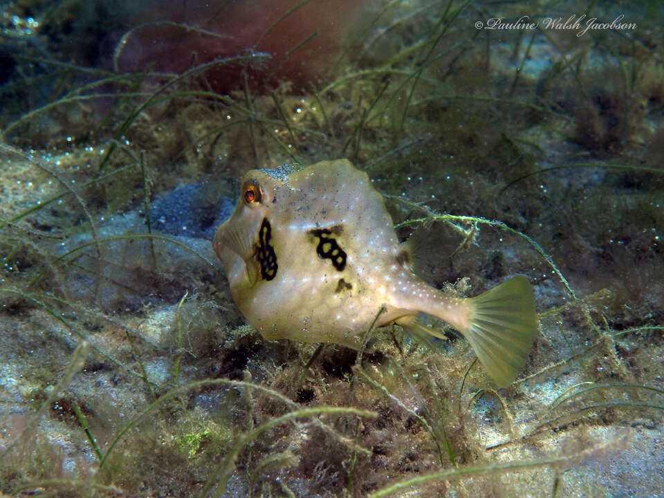 Sivun Lactophrys trigonus (Linnaeus 1758) kuva