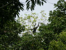 Image of White-cheeked Spider Monkey