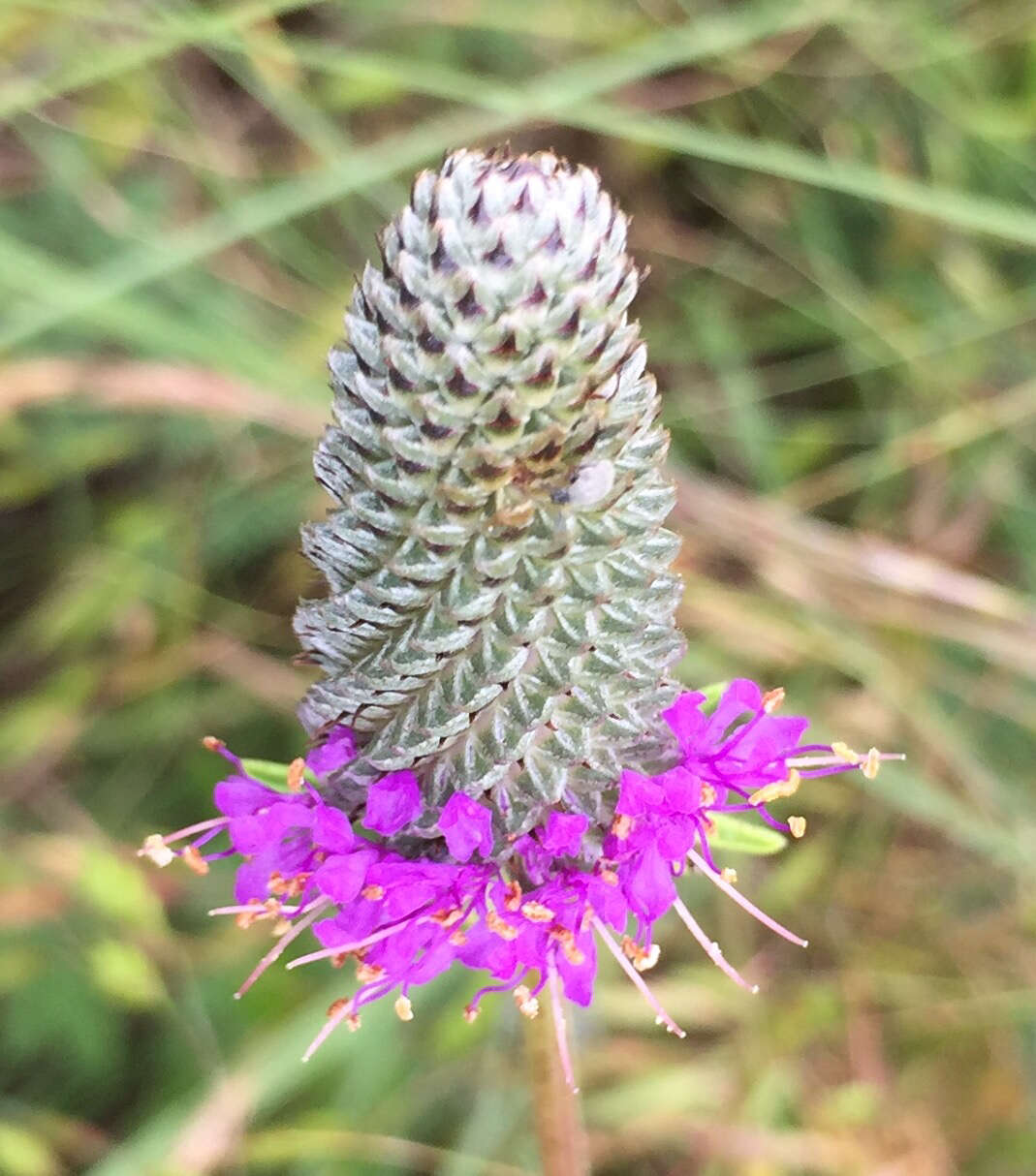 Image of compact prairie clover