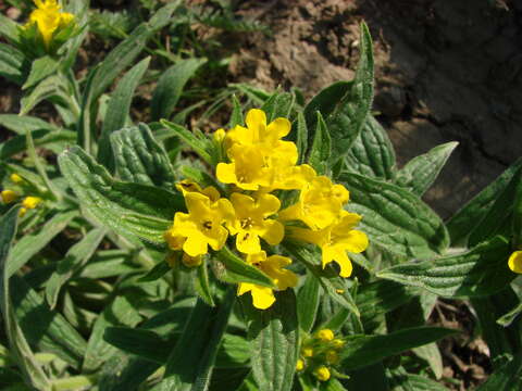 Слика од Arnebia tschimganica (B. Fedtsch.) G. L. Chu