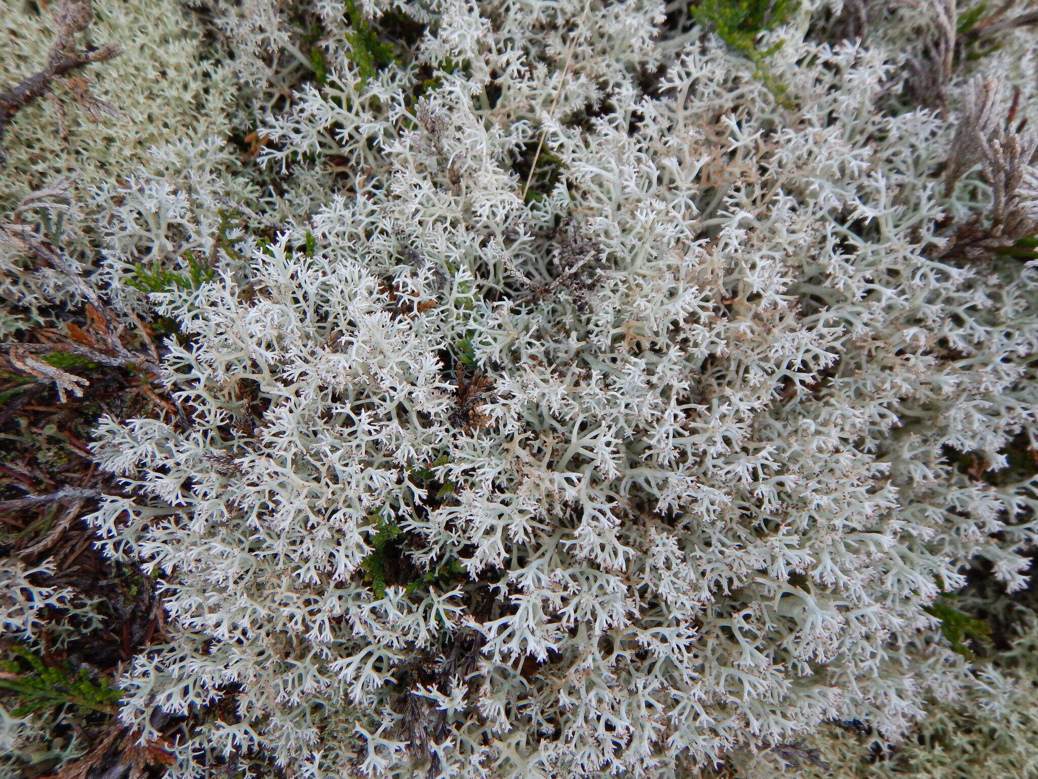 Image of Reindeer lichen