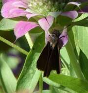 Image of Dun Sedge Skipper