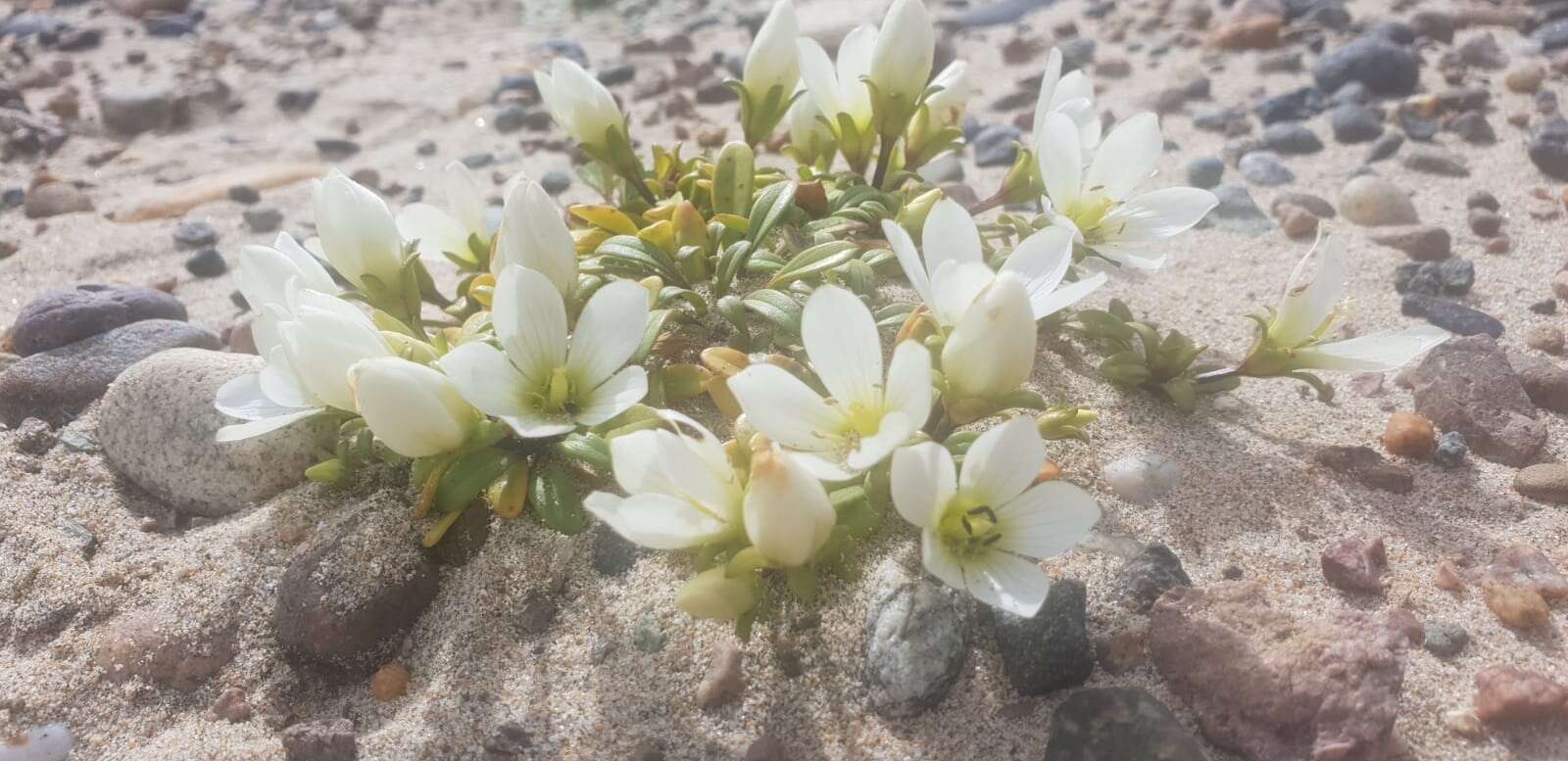 Imagem de Gentianella saxosa (G. Forst.) Holub