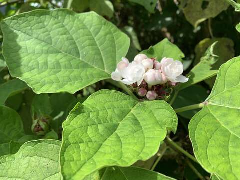 Слика од Clerodendrum chinense (Osbeck) Mabb.