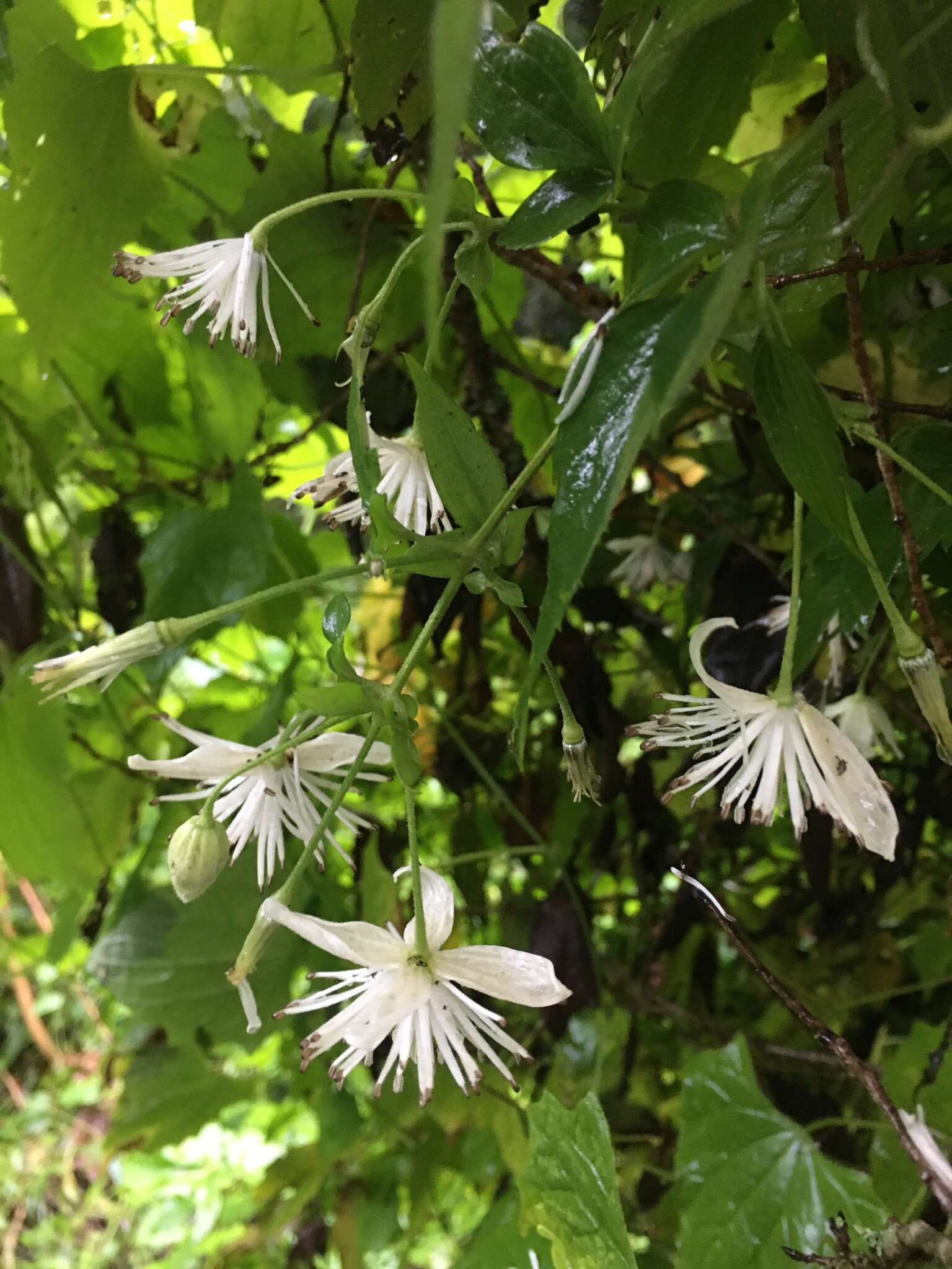 Image of Clematis parviloba Gardn. & Champ.