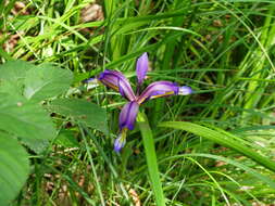 Image of Iris graminea L.